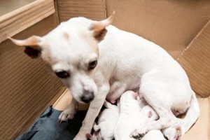 狗生完小狗下体发臭的原因与处理方法（如何正确处理狗狗生产后的身体问题）