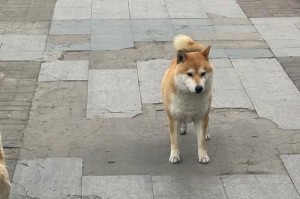 小狗狗学会走路的时间（探寻小狗狗成长的奇妙旅程）