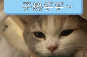 如何辨别猫咪是否患有热症？（猫咪热了会有哪些明显表现？）