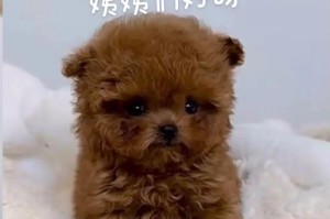 泰迪狗生宝宝时的常见症状（探究泰迪狗生育过程中的健康问题与解决方法）