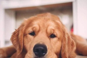 狗为什么害怕西兰花？（探究狗对西兰花的恐惧心理及原因）