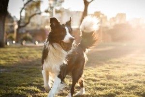 苏格兰牧羊犬拒食训练（如何帮助宠物养成好习惯）