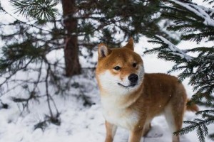 德国牧羊犬（探索宠物行为中的独特行为现象）