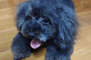 母泰迪与柴犬混血（探索母泰迪与柴犬混血的独特魅力）