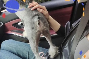 善待你的狗狗，它会百般奉承你（三招教你白嫖狗狗的心，让它爱上你的）