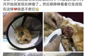 猫咪乳腺肿瘤应对指南（如何为宠物提供有效的治疗和关爱）