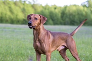 罗得西亚脊背犬的饲养方法（了解其特点，做好喂养、训练和保健）