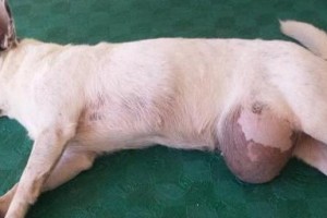 狗狗生产后常见症状及处理方法（了解狗狗生产后的变化，做好照顾工作）