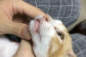 为什么猫的嘴唇会裂开？（探索猫嘴唇裂开的原因及预防方法）