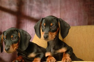 关注腊肠犬的健康状况（探究腊肠犬最易得的疾病及其预防）