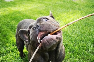 以法斗犬屎为什么多？（探索法斗犬屎产生的原因及解决方法）