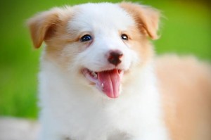 探索单犬种的意义与价值（单犬种）