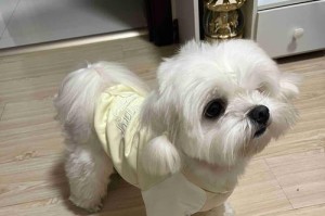 探索狗狗品牌衣服的世界（了解狗狗品牌衣服的主要牌子及其特点）