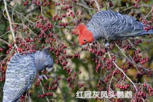 红额鹦鹉的饲养指南（了解红额鹦鹉的特点，打造完美的饲养环境）