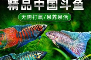 刚出生两天的叉尾斗鱼如何提供适宜的饮食（细心照顾是关键，了解小鱼需求）