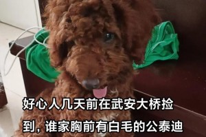 泰迪为什么会有几根白毛？（探究泰迪毛色遗传与环境因素的关系）