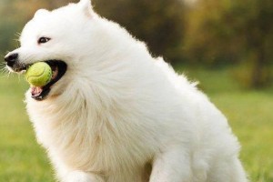 以萨摩吃多了要吃什么好？（萨摩犬饮食调理的建议与方法）