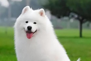 选择适合家庭的小狗品种，让你养得轻松愉快（以听话程度为主要因素，挑选合适的小狗品种）