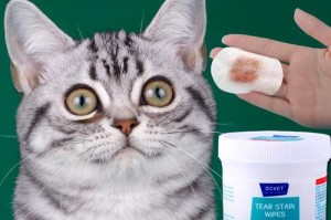 小猫眼屎的擦拭技巧（如何正确地清理小猫眼屎）