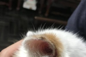 猫咪耳朵发炎怎么办？（解决宠物猫咪耳朵发炎的最佳方法！）