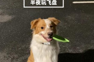 边境牧羊犬飞盘训练的技巧（以宠物为主，打造顶级运动犬）