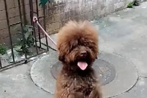 贵宾犬之美——白毛的魅力（探索为什么贵宾犬常见白毛色系的原因）