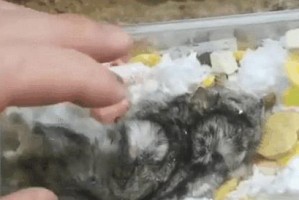 死亡仓鼠的离奇模样（探索死亡仓鼠的神秘世界）