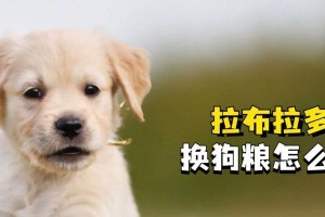 拉布拉多的最佳狗粮选择（从健康和营养角度出发，选择适合拉布拉多的狗粮品牌）