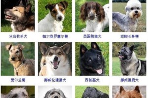 挪威猎麋犬的饲养方法（从幼犬到成年犬，如何照顾好你的狗狗）