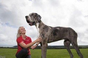 如何训练你的大丹犬成为忠诚可爱的宠物（以正面的方法培养大丹犬的行为习惯和社交能力）