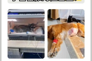 狗狗子宫切除手术后的康复期及疼痛管理（了解手术康复期，让狗狗更好地康复恢复）