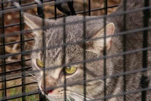探寻澳大利亚猫的奥秘（了解澳大利亚猫的起源、特点和保护现状）
