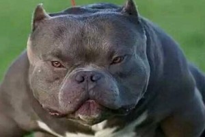 探索普通恶霸犬的多彩色彩（揭秘普通恶霸犬世界的多重颜色魅力）