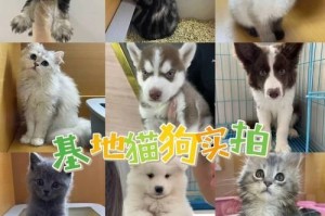 以莎摩犬的寿命有多长？（探究以莎摩犬的寿命和关键因素）