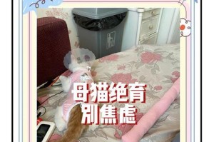 母猫绝育后的恢复时间及注意事项（绝育后多久能恢复正常及如何照顾）