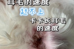 比熊毛长长的时候到底是什么时候？（探寻比熊长毛的时间节点和原因）