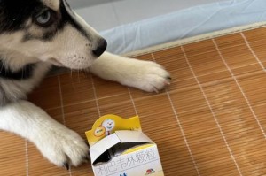 狗狗咳嗽（狗狗咳嗽的原因、可食用和禁忌食物以及正确的护理方式）