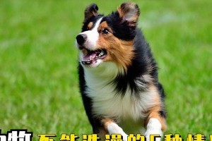 狗狗洗澡的最佳时间是什么时候？（选择适合狗狗洗澡的时间，让它们保持清洁与健康）