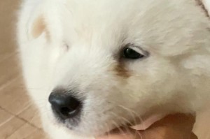 萨摩耶幼犬的饮食需求与喂养方法（萨摩耶幼犬喂养指南，让它健康成长）