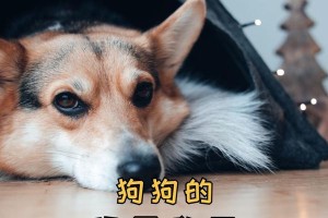 如何缓解狗狗胃不舒服？（药物是好的选择吗？）