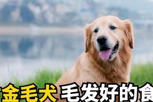 金毛犬的饮食需求（了解金毛犬的饮食习惯及注意事项）