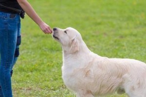 如何有效应对金毛犬的掉毛问题？（掌握招数，让家中再也不怕金毛犬毛满屋飞）