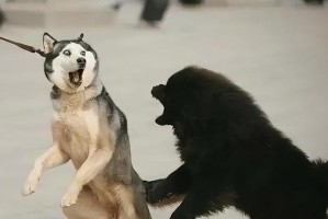 探究狗狗见面为何常打架（揭秘狗狗打架现象的原因与解决方法）