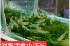 潜水艇鱼的饲养方法（打造健康、活泼的水下宠物）