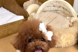 泰迪狗打完疫苗后多久才能洗澡？（疫苗注射后的洗澡时间安排及注意事项）