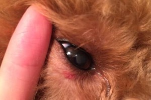 狗狗眼角红的原因及治疗方法（了解狗狗眼角红的问题，保护它们的视力健康）