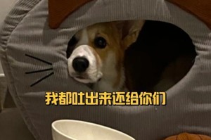 狗为什么不能吃猫粮？（了解猫粮对狗的影响，保护宠物健康）