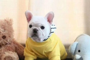 探寻法斗的起源史——法国斗牛犬是如何诞生的？（从原始狩猎犬到优雅斗牛犬的演变之路）