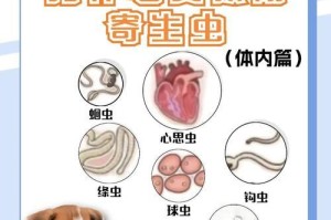 狗狗体内寄生虫的寿命究竟有多久？（揭秘狗狗体内寄生虫存活时间，保护宠物健康的关键）