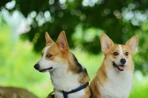 探索短毛狗的魅力（了解短毛狗的特点及其适应人类生活的原因）